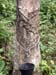 _1016018 death rubber tree
